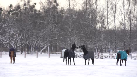 Brown-horse-walking-in-snow,-covered-with-a-blanket-coat-to-keep-warm-during-winter,-wooden-ranch-fence-and-trees-in-background