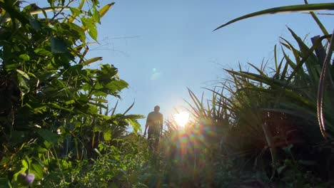 Cinematic-low-angle-view-of-man-in-nature,-high-grass-vegetation-covering-frame