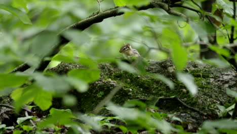 A-chipmunk-peaking-through-the-foliage-in-front-of-a-moss-covered-log