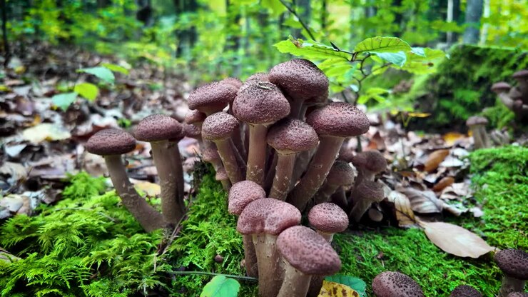 Pack of mushrooms grow on forest moss in an Romanian forest