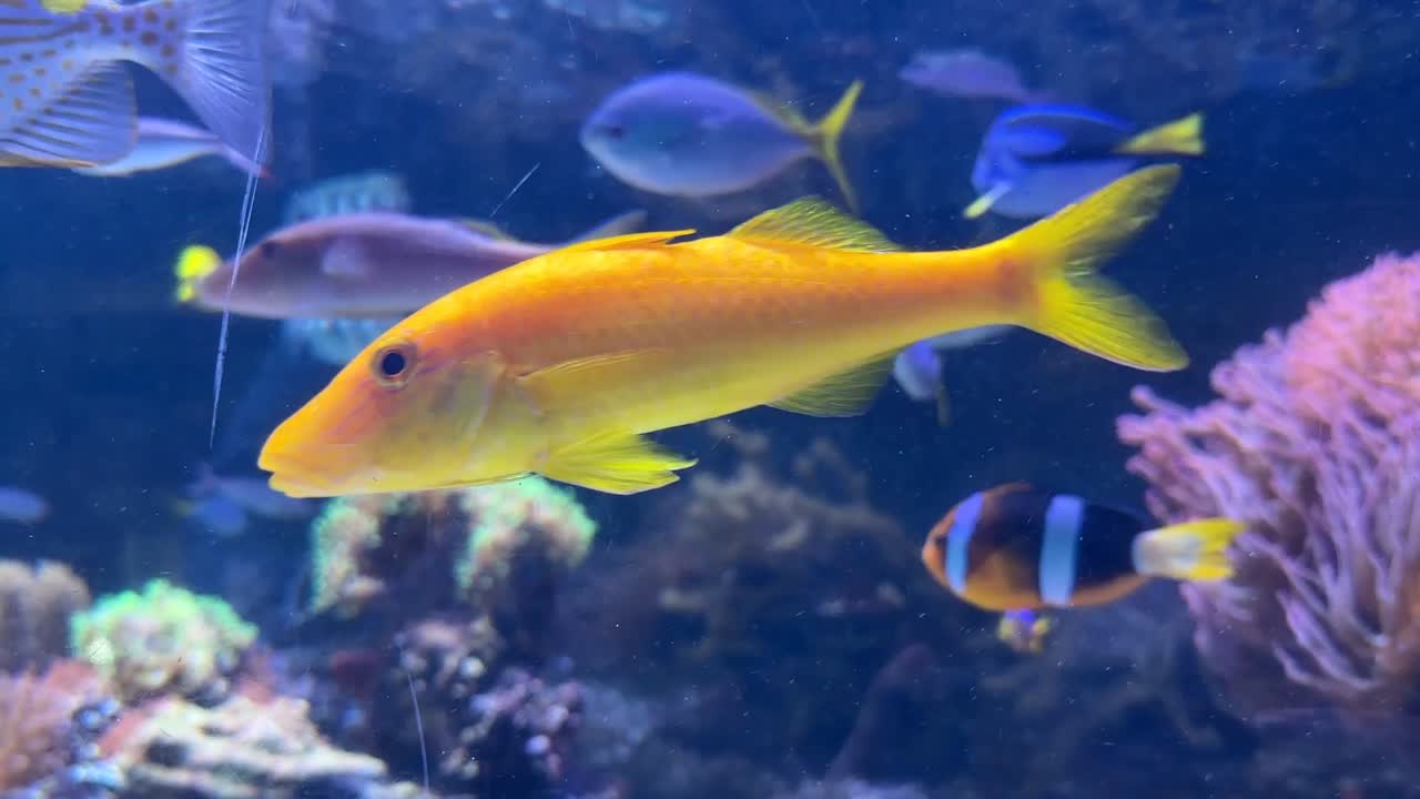 Färgglatt korallrevsakvarium fullt av exotiska tropiska fiskar