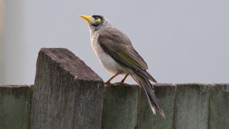 Lauter-Bergmannsvogel,-Der-Auf-Einem-Vorstadtgartenzaun-Mit-Sauberem-Hintergrund-Und-Kopierraum-Thront