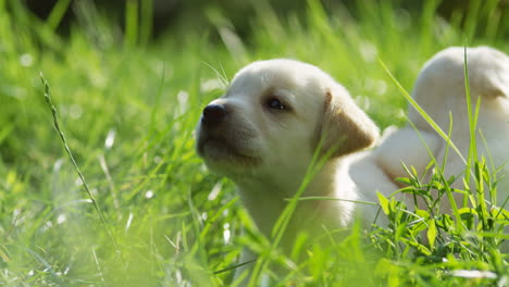 two cute labrador puppies running on the green grass on a sunny summer day