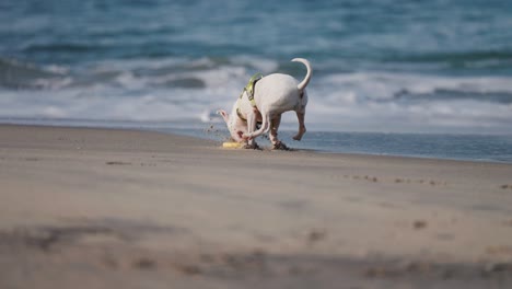 Weißer-Englischer-Miniaturbullterrier-Sprintet-Am-Sandstrand-Entlang-Und-Jagt-Und-Fängt-Das-Spielzeug,-Das-Er-Apportiert