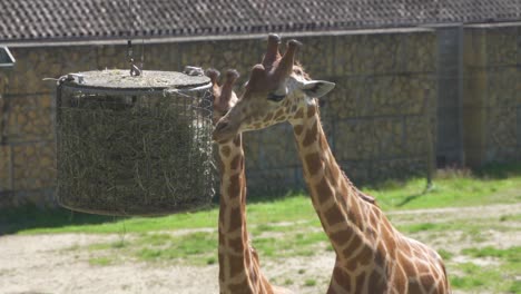 a pair of giraffes eating dry grass in a hanging container