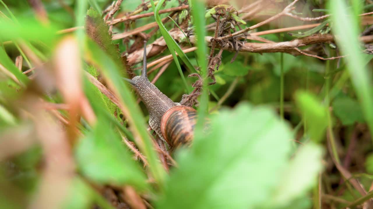 마크로에서 달 ⁇ 이, 밤에는 정원에서 - 헬릭스 포마티아 (helix pomatia) 로도 알려져 있으며 로마 달 ⁇ 이 또는 부르군디라고도 알려져 있습니다.