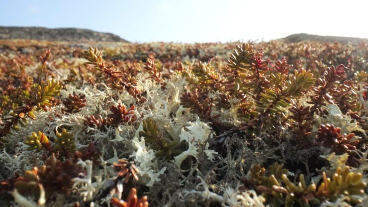 Primo piano di lichene muschio artico della tundra. Trovato principalmente nelle aree della tundra artica e della tundra alpina, è estremamente resistente al freddo. Cladonia rangiferina, conosciuta anche come lichene delle renne