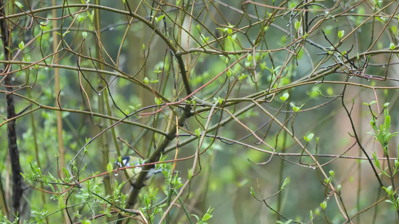 pájaro europeo saltando en las ramas de las plantas