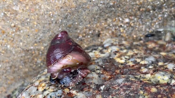 Turban snail moving around out of water