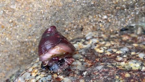 Turbanschnecke,-Die-Sich-Außerhalb-Des-Wassers-Bewegt