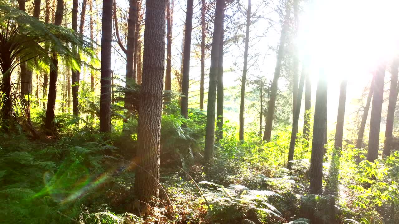 camino del bosque iluminado por el sol