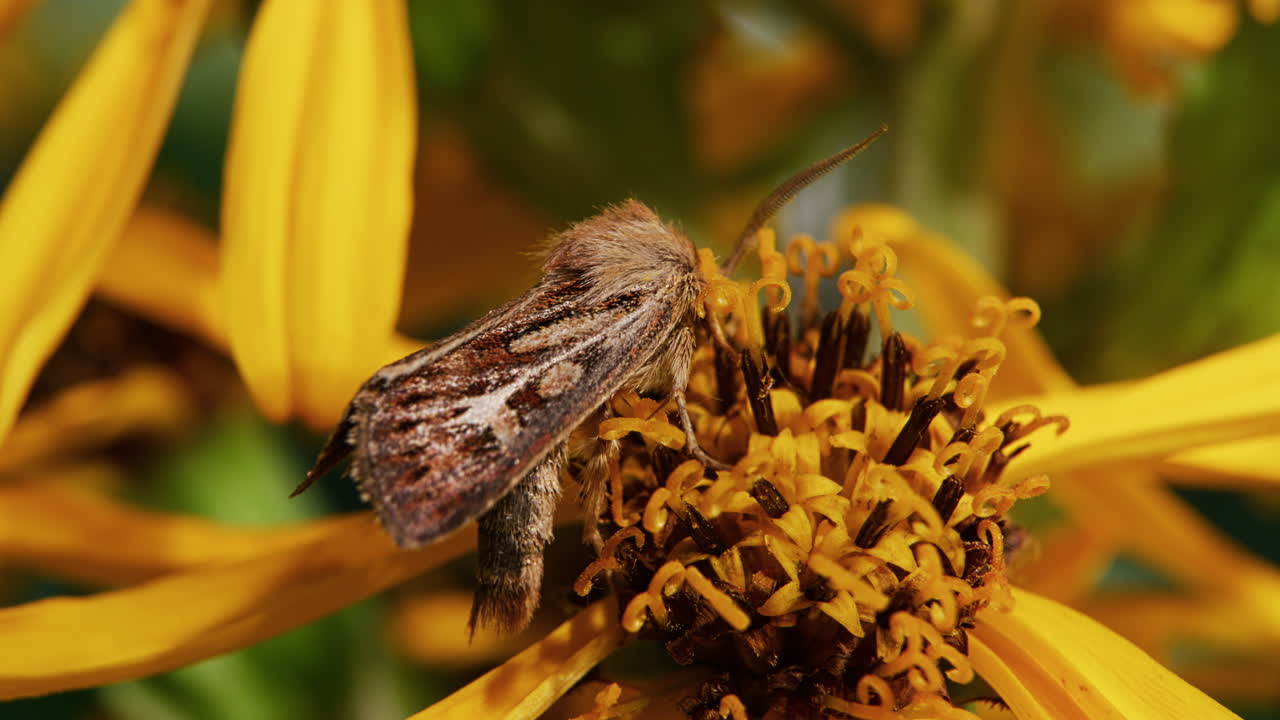 una polilla alimentándose de una flor y polinizando, macro en primer plano