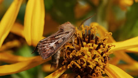 A-moth-feeding-on-a-flower-and-pollinating,-macro-close-up