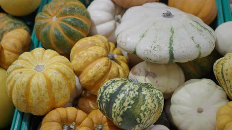 una variedad de calabazas coloridas
