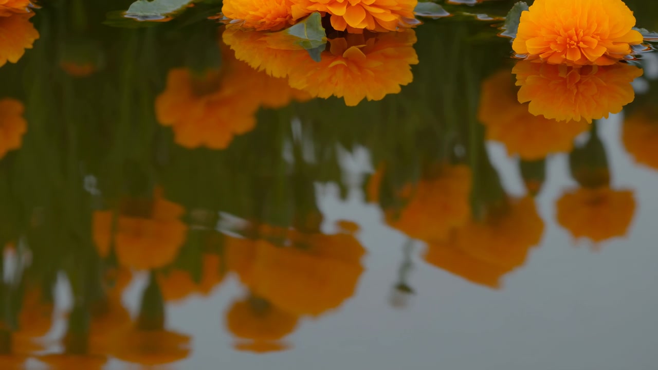 Fiori di calendula arancioni fluttuano vicino al bordo superiore mentre riflessi speculari si diffondono sotto su acqua increspata, creando un movimento delicato, punti luce morbidi e un'atmosfera floreale tranquilla