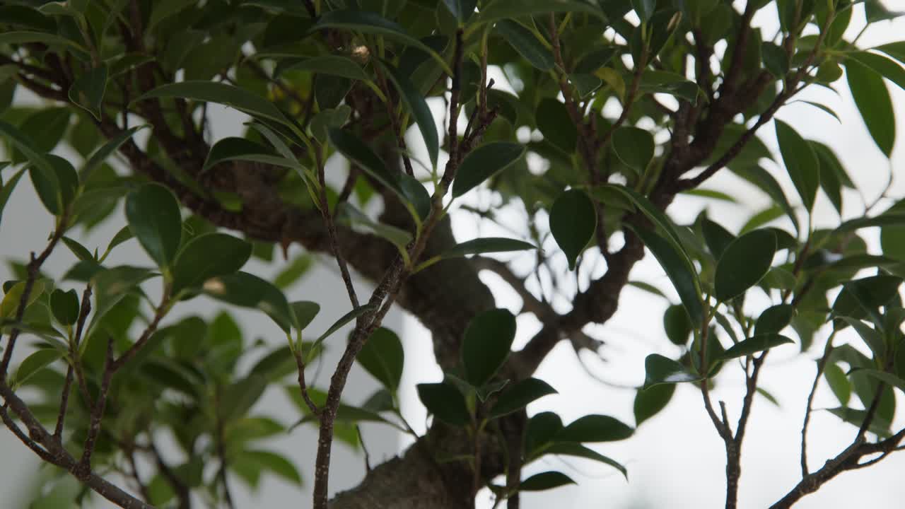 taller de botánica con el plano inclinado del árbol bonsái.