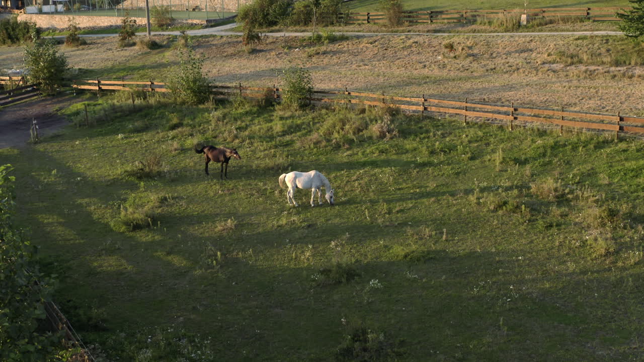 toma aérea de caballos corriendo y pastando en un campo agrícola, hermosos animales al amanecer en el paisaje rural