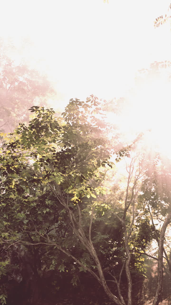 안개 숲 의 나무 들 을 가로지르는 빛