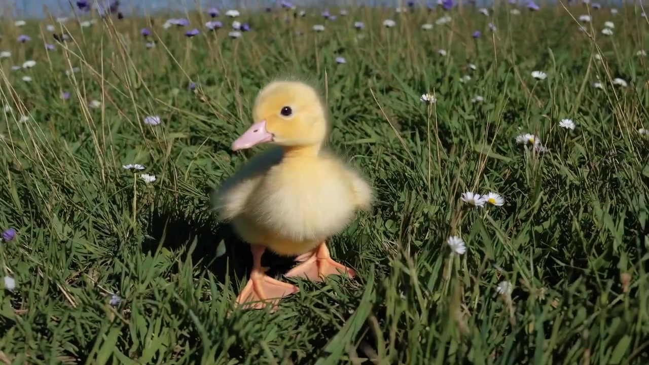 Lindo patito amarillo caminando por un prado cubierto de hierba