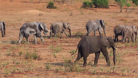 Afrikanische-Buschelefanten-Wandern-Langsam-Durch-Die-Trockene-Landschaft-Im-Chobe