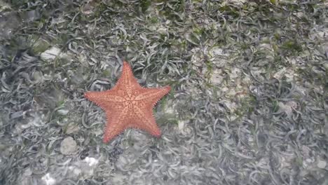 starfish in shallow water