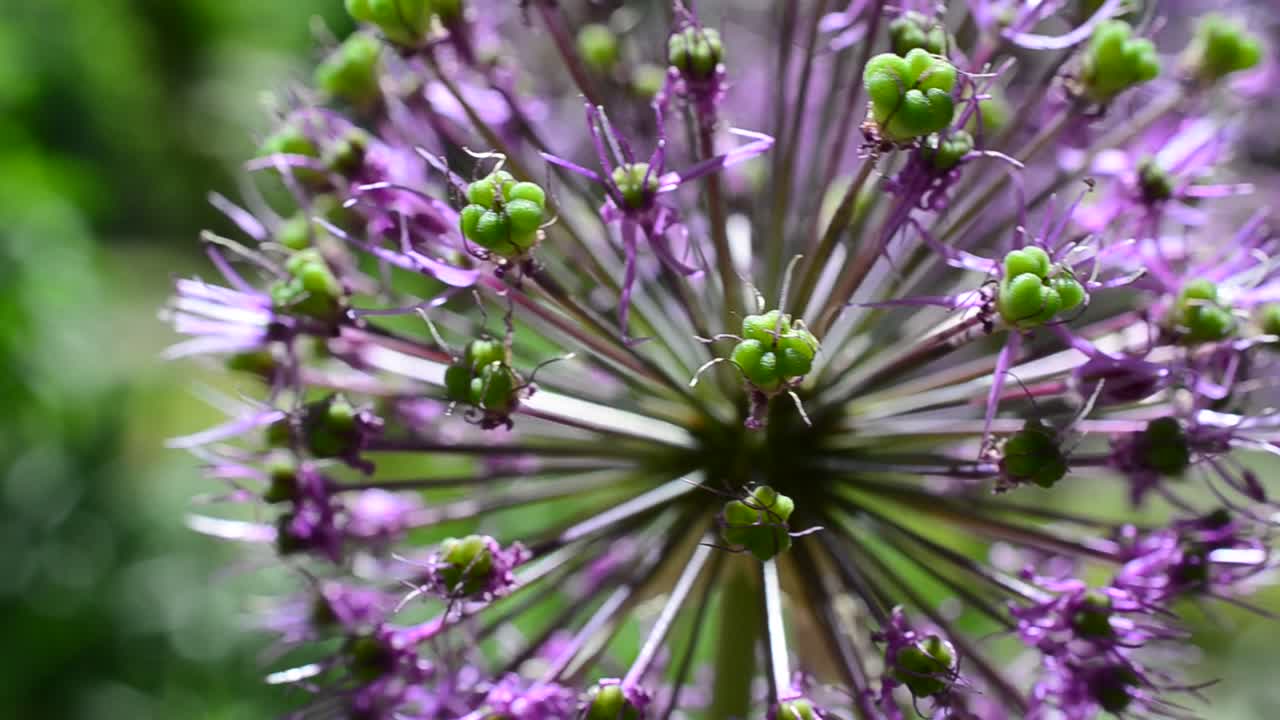 Fiori di lillà in primavera. Riprese su un letto.