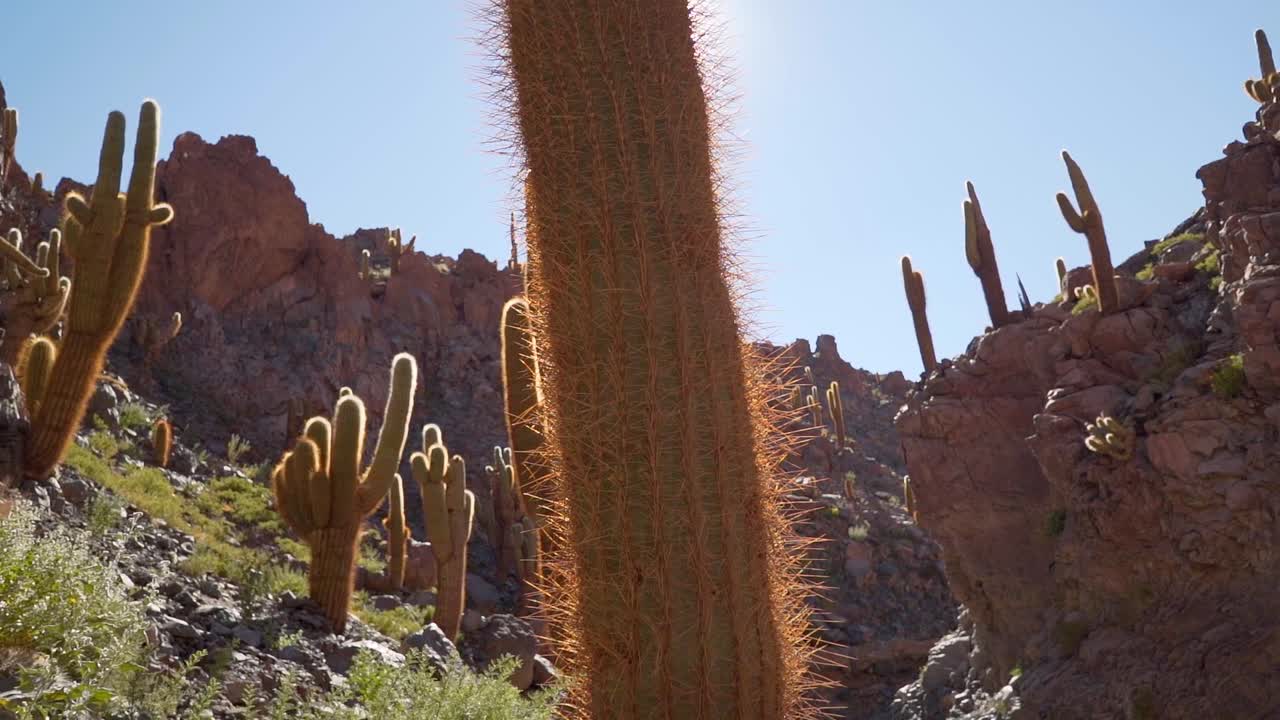 cañón de cactus gigante cerca de san pedro de atacama en el desierto de atacama, norte de chile, sudamérica