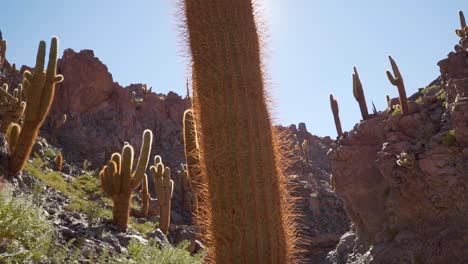 Giant-cactus-canyon-near-San-Pedro-de-Atacama-in-the-Atacama-Desert,-northern-Chile,-South-America