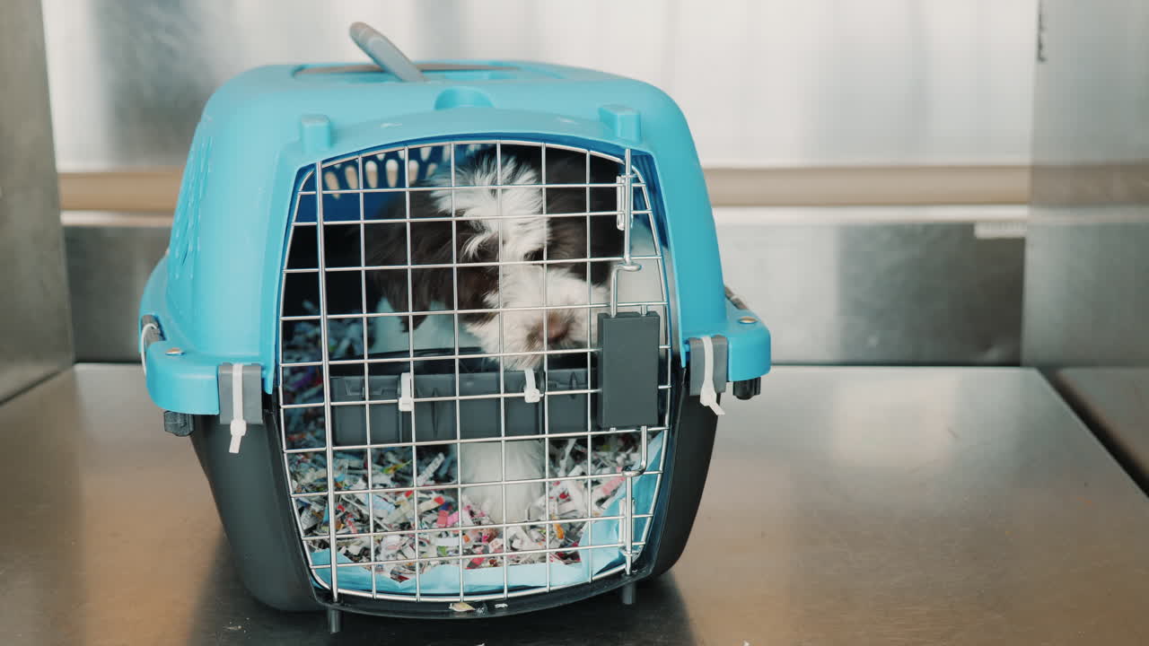 sacar al cachorro del transportador de mascotas