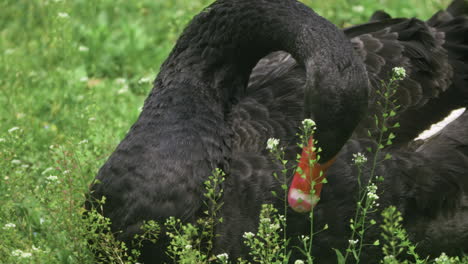 Cisne-Negro-Acicalándose-En-Campo-Verde-Con-Flores-Silvestres