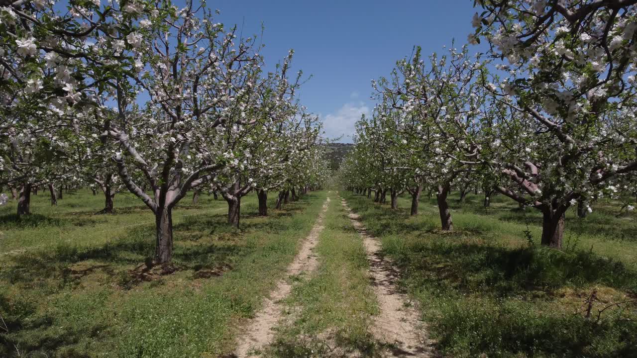 Immagine drone di frutteto di meli con fiori bianchi