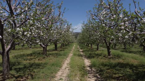 Imagen-De-Drone-De-Huerto-De-Manzanas-Con-Flores-Blancas