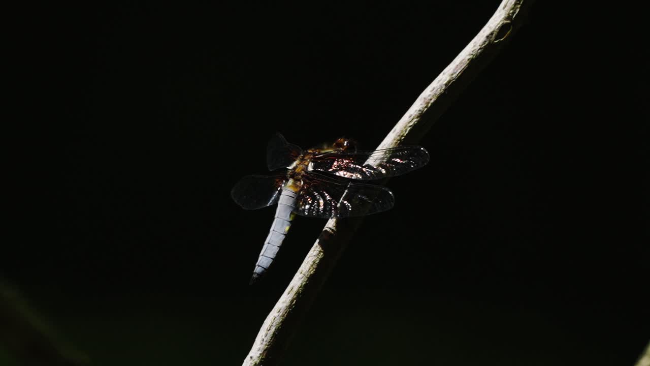 cazador de cuerpo ancho posado en un tallo de planta delgado y luego se va volando