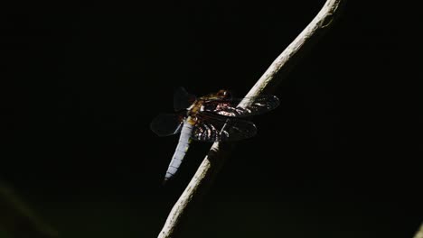 broad-bodied chaser perched on a slender plant stem then flies away