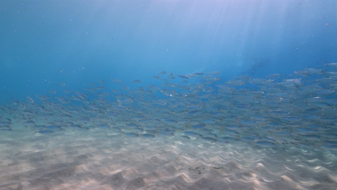 쿠라카오 주변의 카리브 해의 산호초에서 먹이 공