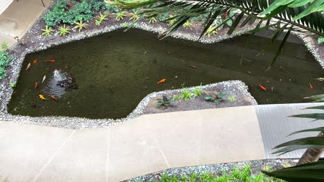 high angle view overlooking many colourful japanese ornamental koi fish in hotel pond