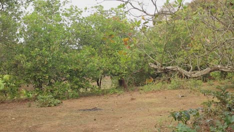 Pan-shot-of-tropical-forest-with-lush-green-trees