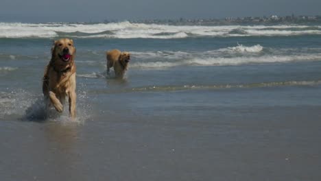 Glücklicher-Golden-Retriever,-Der-Aus-Dem-Meer-Rennt---Zeitlupe