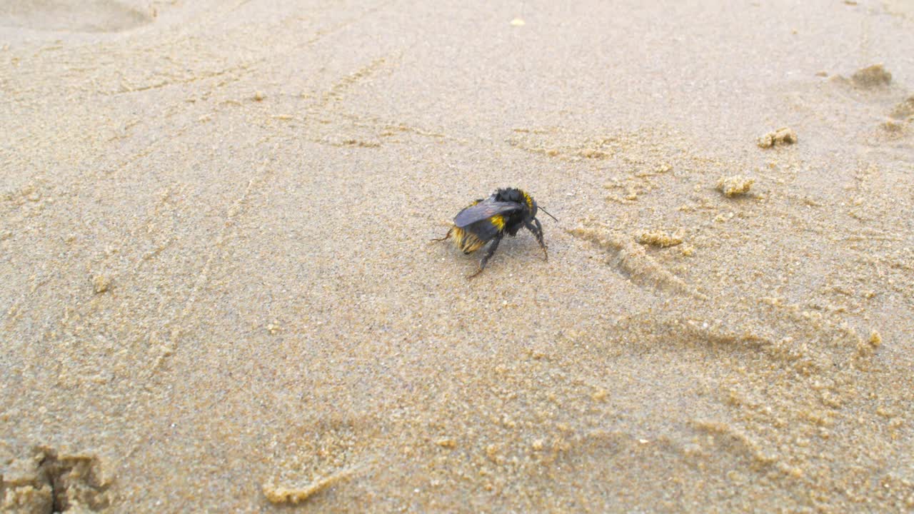grande calabrone stanco confuso esausto che vaga sulla spiaggia sabbiosa