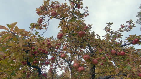 un árbol lleno de deliciosas manzanas rojas