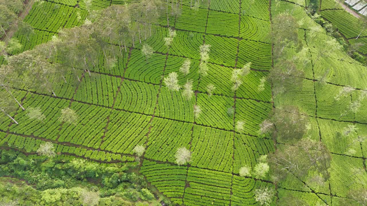 Drone shot of a tea plantation with unique curved planting patterns. The lush greenery forms a natural abstract texture. Bedakah Tea Plantation, Indonesia