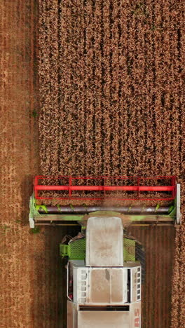 red mowing mechanism of combine cutting the crops in the field. bird's eye view on the machine gathering wheat harvest. vertical video