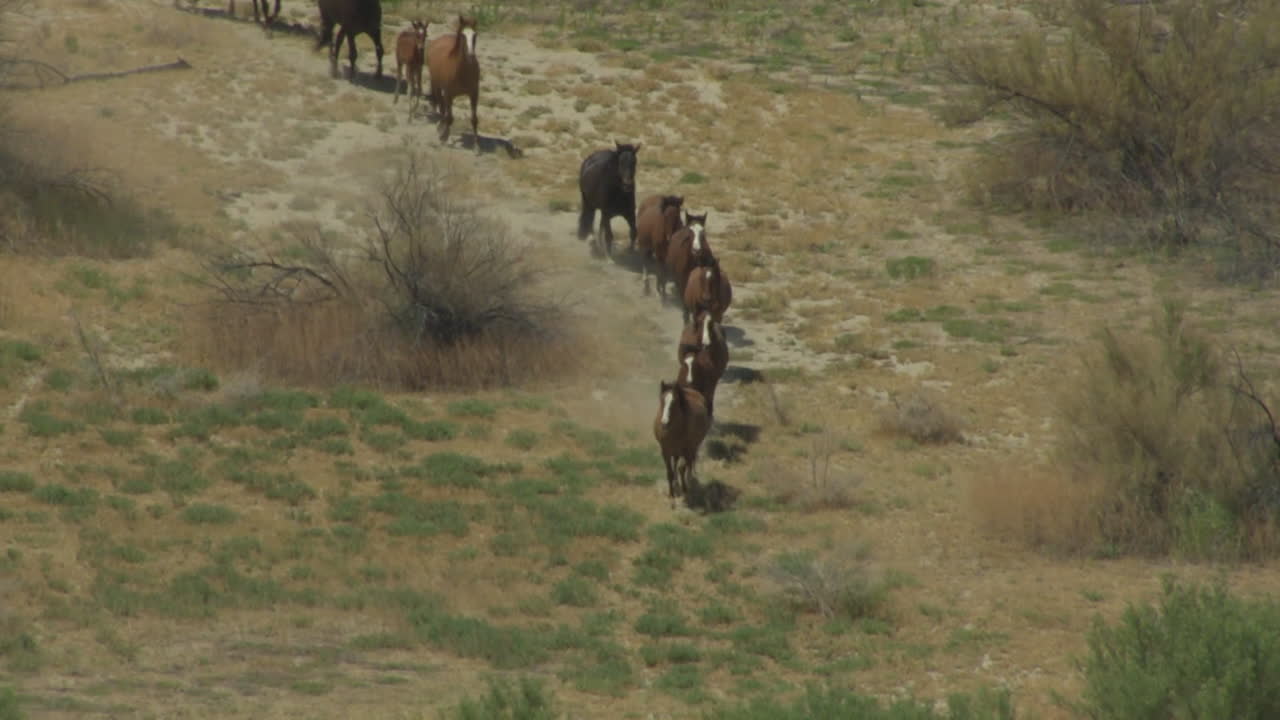 una antena de caballos salvajes corriendo 1