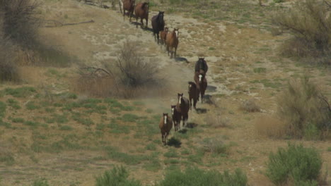 an aerial of wild horses running 1