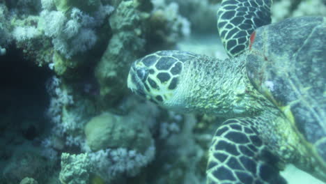 Tortuga-Marina-En-El-Arrecife-De-Coral-Del-Mar-Rojo-De-Egipto