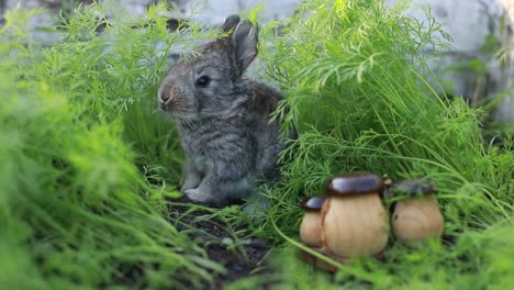 adorable gray rabbit sitting in lush green foliage with decorative mushrooms