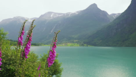 beautiful foxglove flowers with scenic view of oldevatnet and norwegian mountain