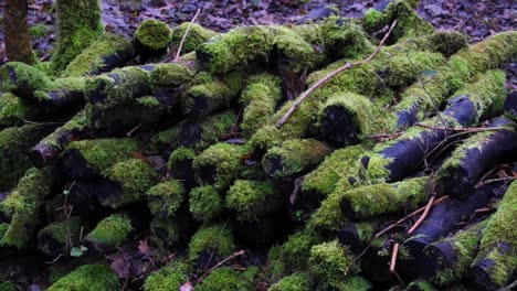 pile of logs in a woodland forest, damp and wet in winter, covered in green moss and algae