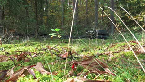 Concepto-De-Contaminación-Ambiental-Tirando-Un-Neumático-Viejo-En-El-Bosque