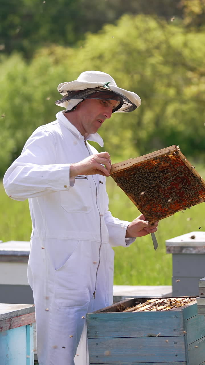 Apiario biologico estivo agricolo con favi. Apicoltore in uniforme che lavora in un apiario